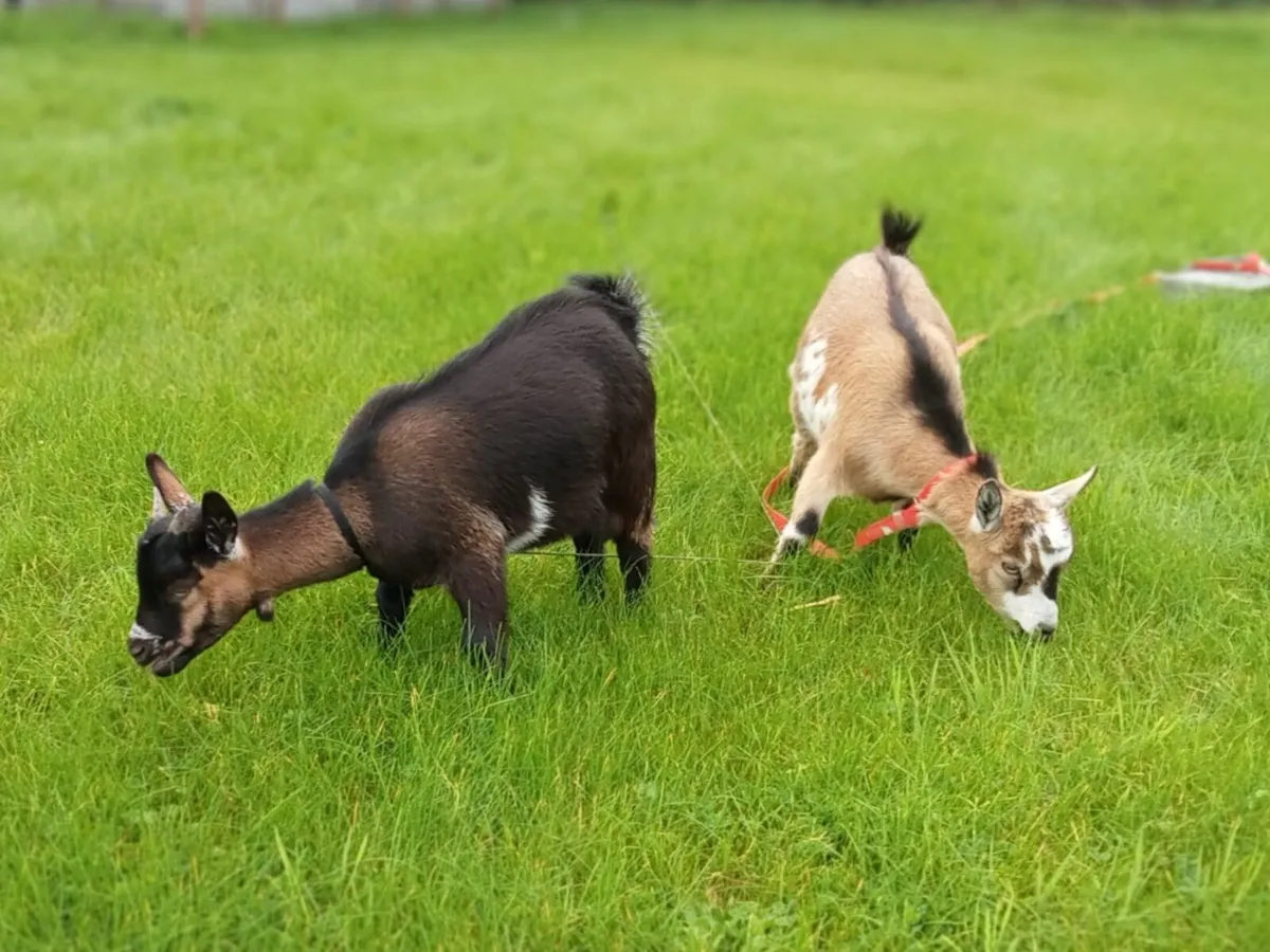 Goats - Image 3