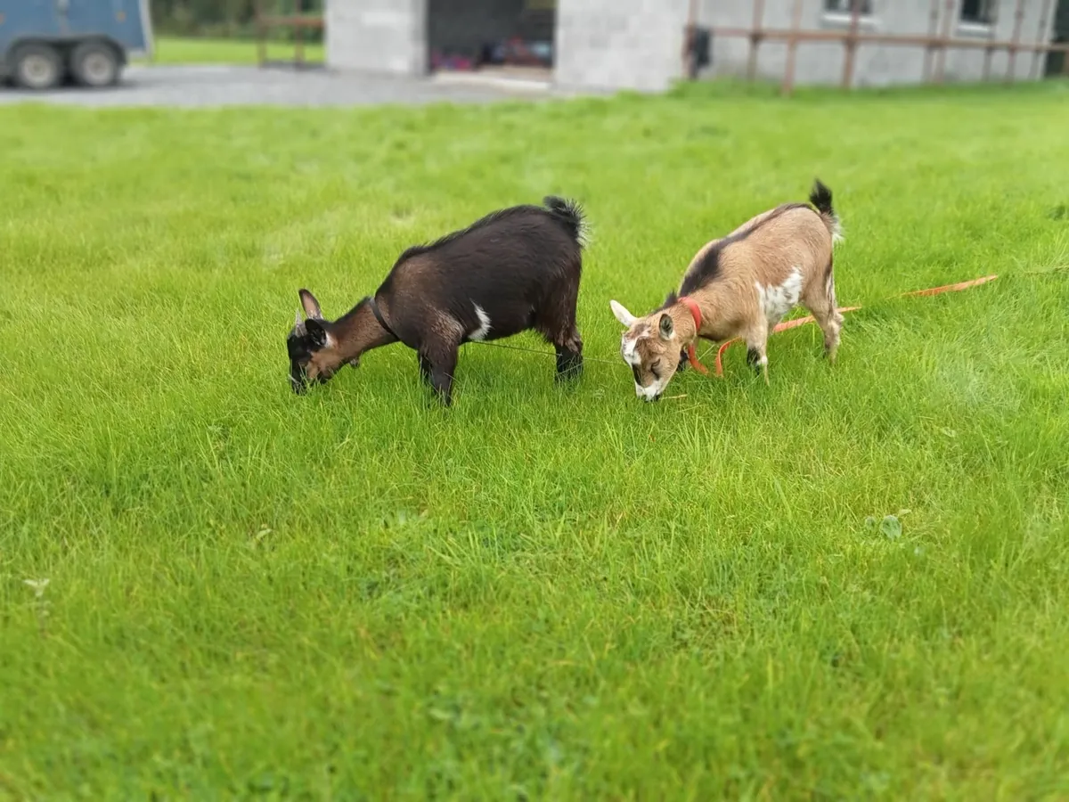 Goats - Image 4