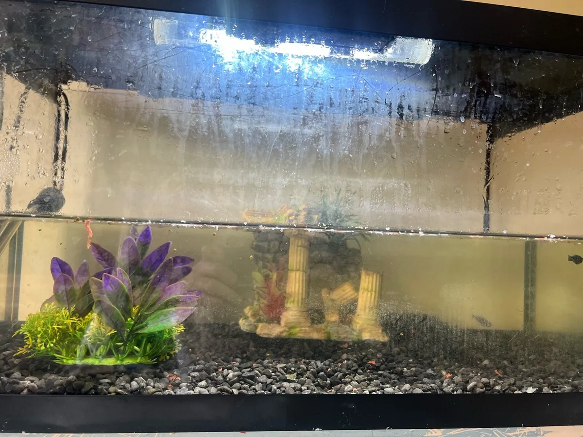Fish tank - Image 2