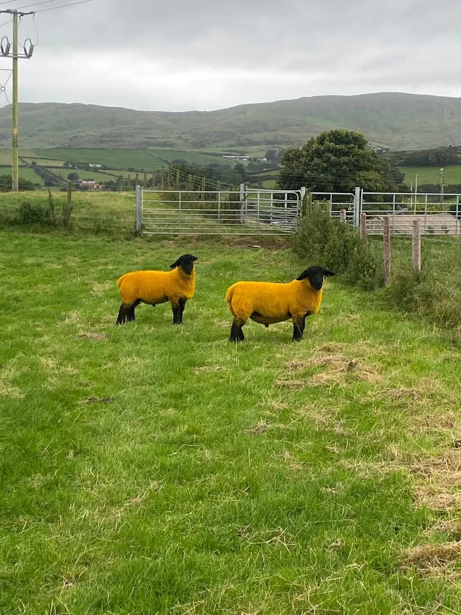 Sheep - Image 1