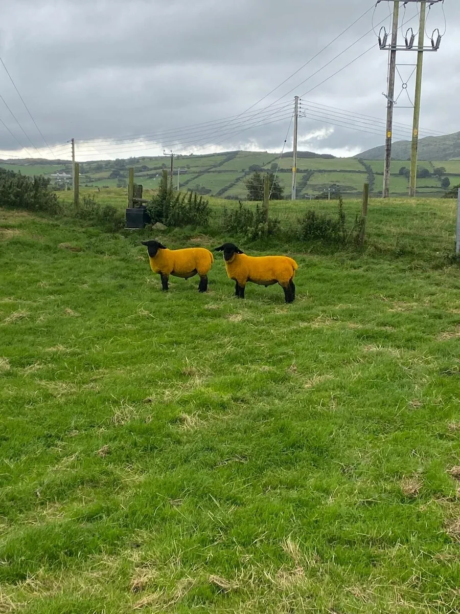 Sheep - Image 2