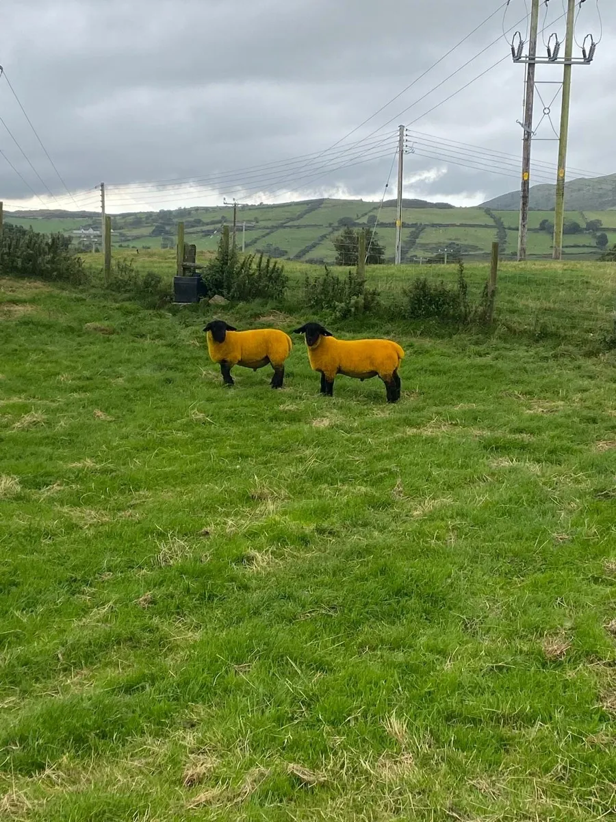 Sheep - Image 3