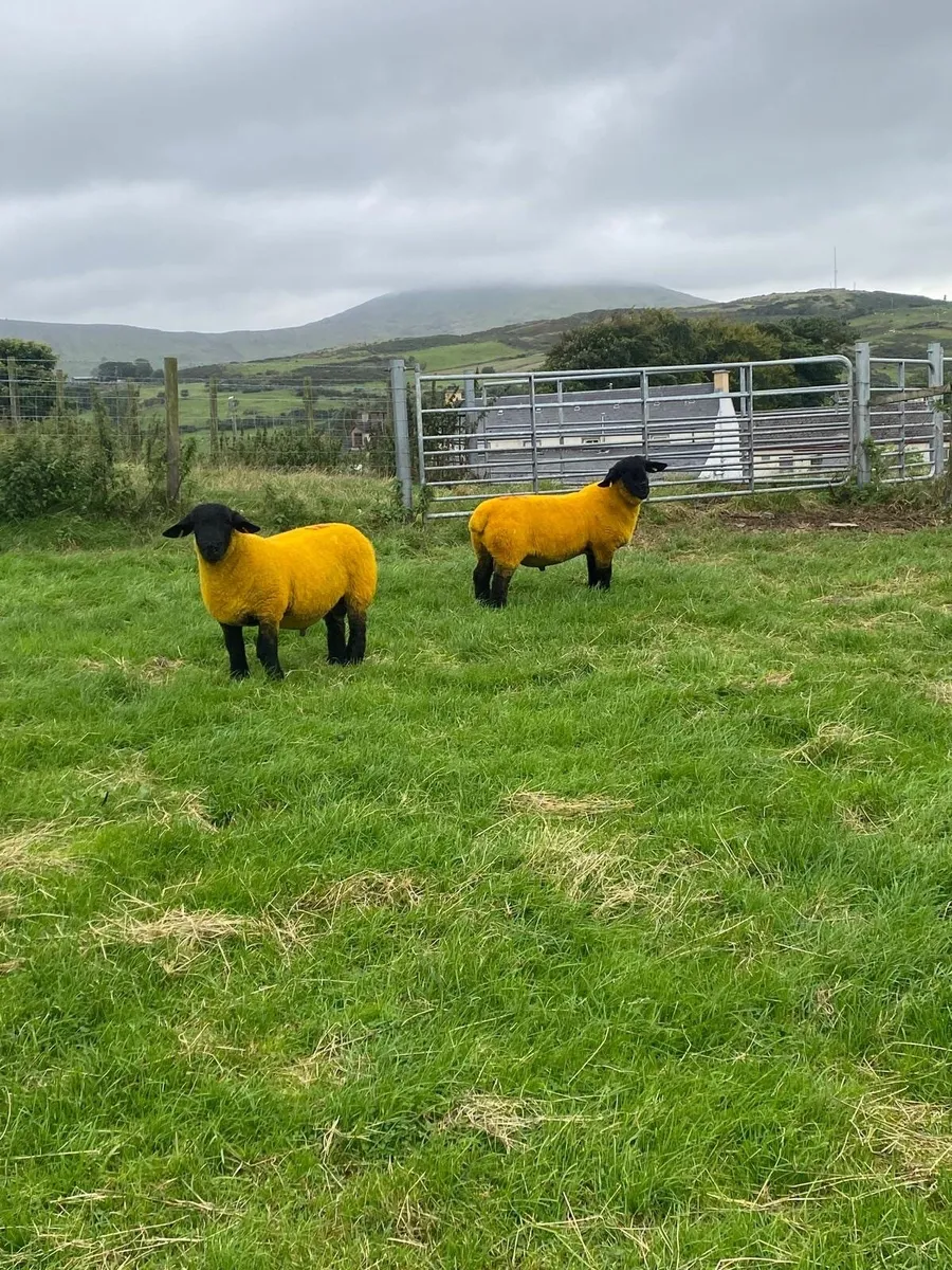 Sheep - Image 4