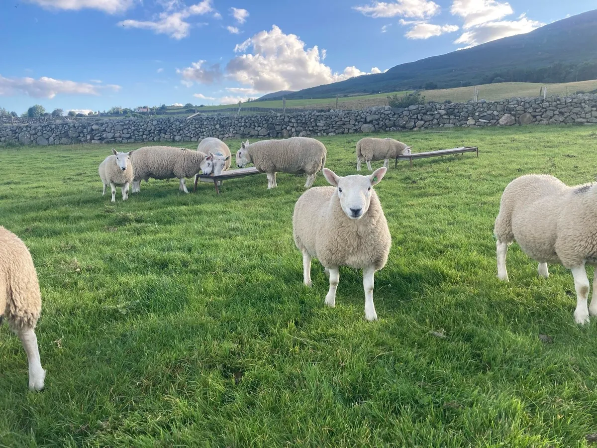 North Cheviot P.B.N.R Cheviot Ram Lambs - Image 1