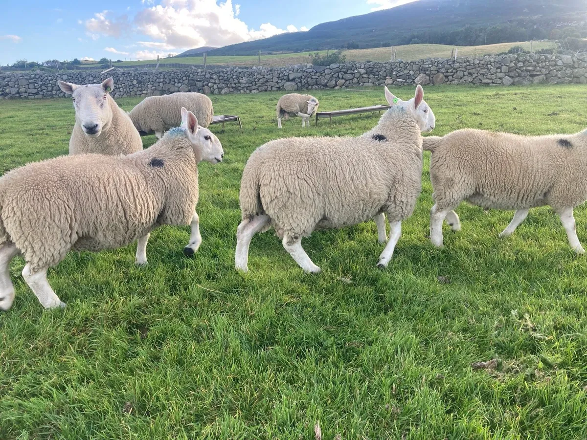 North Cheviot P.B.N.R Cheviot Ram Lambs - Image 2