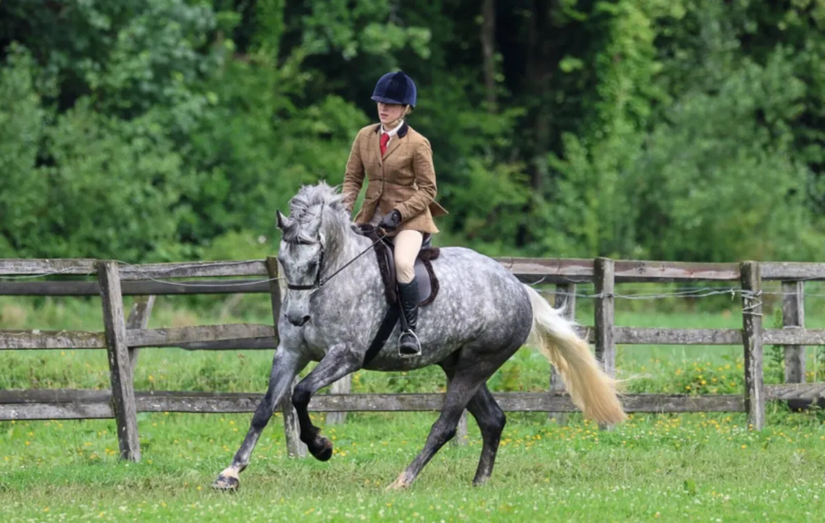 Connemara Gelding - Image 1