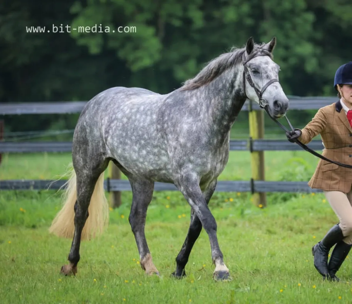 Connemara Gelding - Image 2