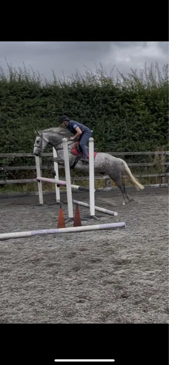 Connemara Gelding - Image 4