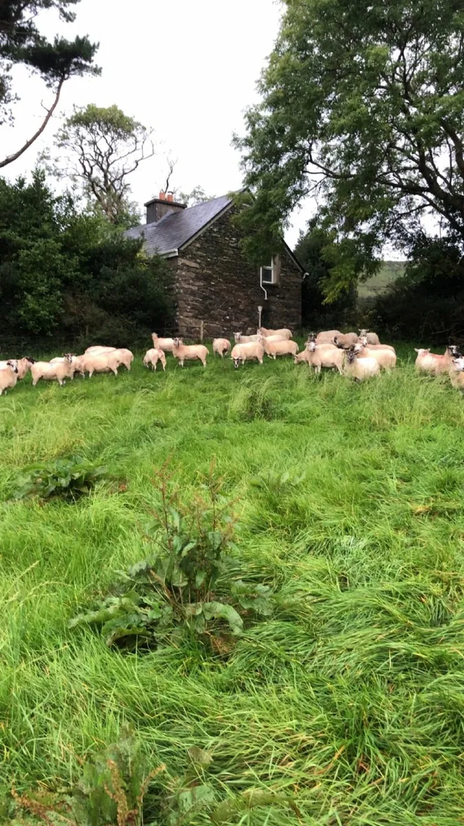 2  &. 3 year old mule sheep for sale - Image 4
