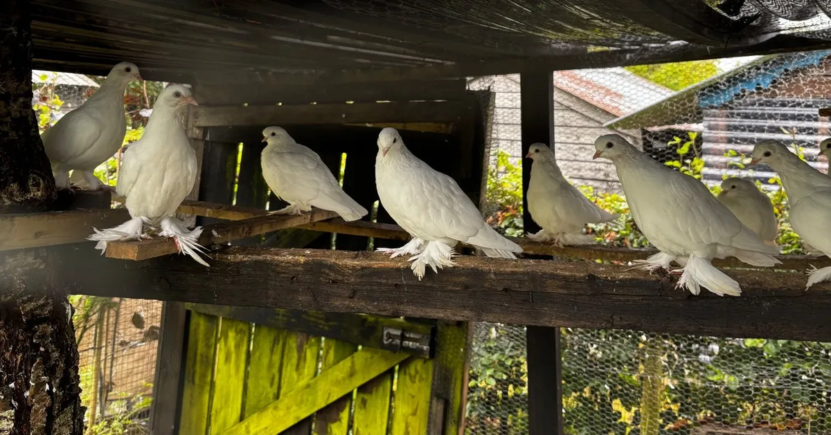Pigeons Dutch tumblers - Image 1