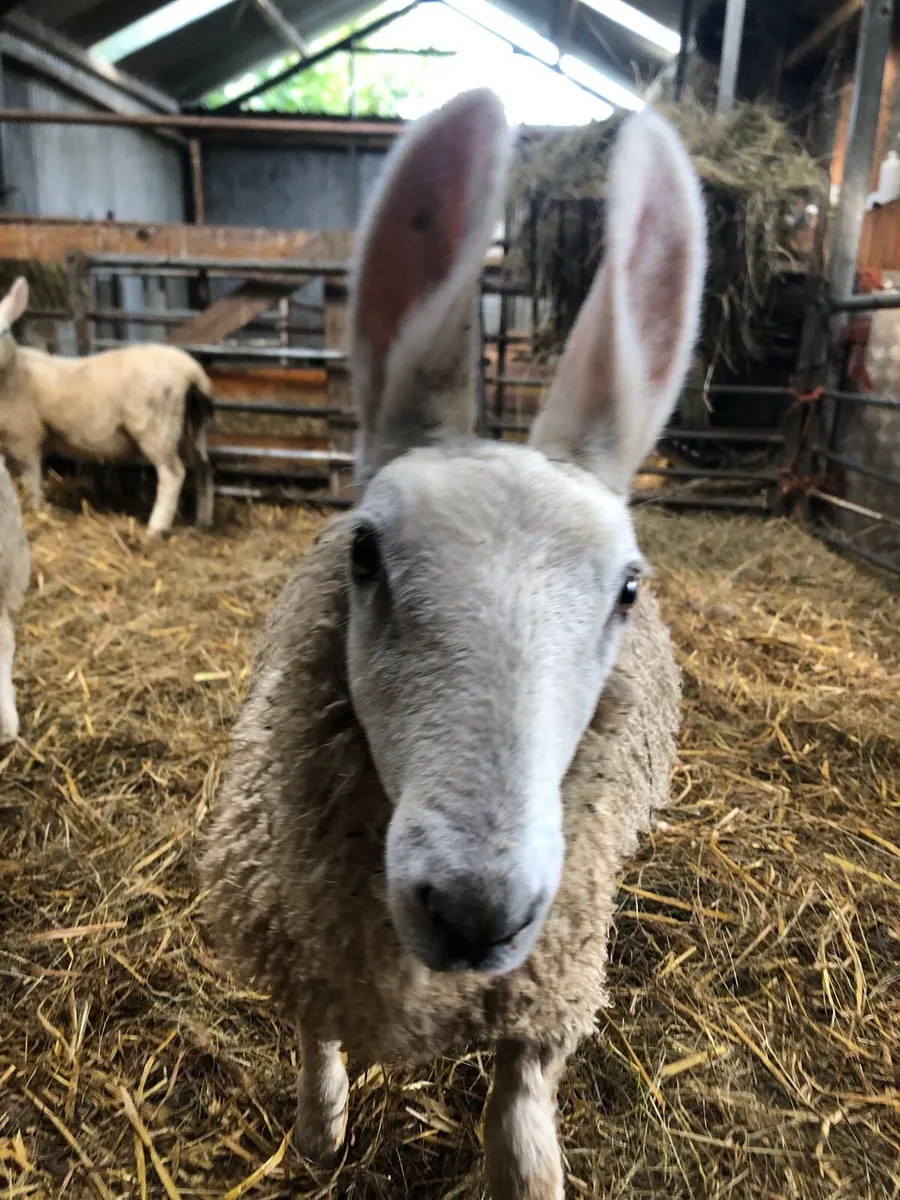 Border Leicester ewe lamb - Image 1