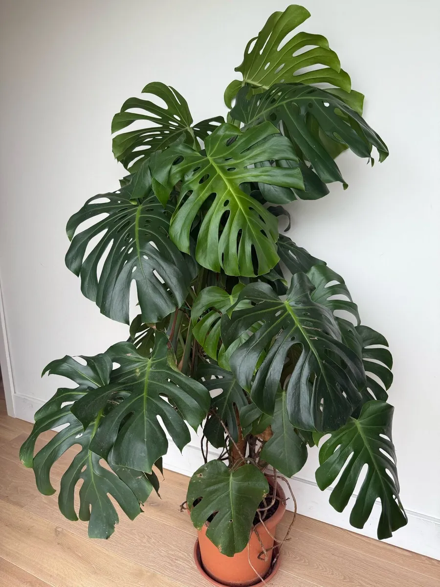 Monstera plant