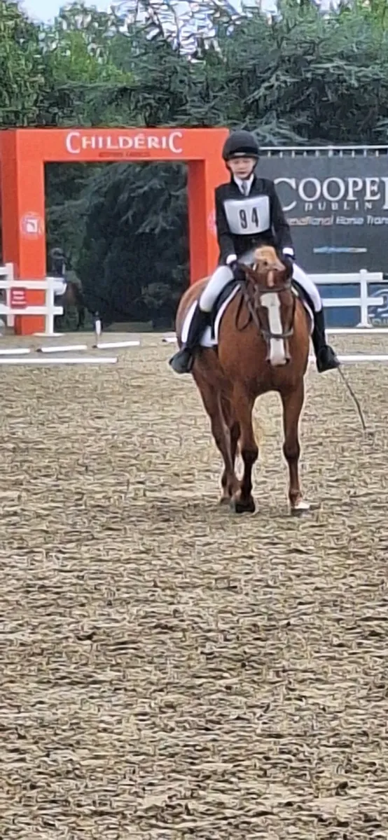Pony for Sale - Image 4