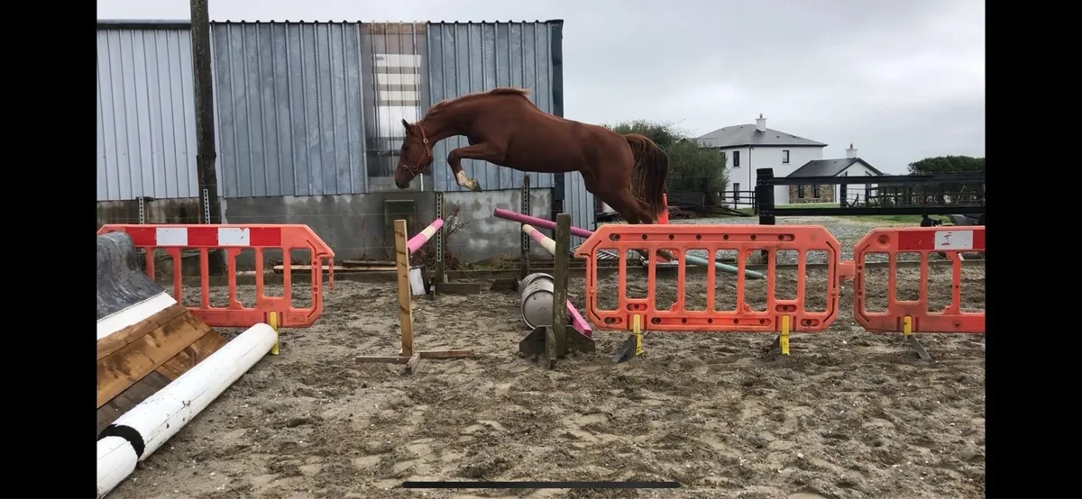 3yr Old Sligo Candy Boy - Image 1