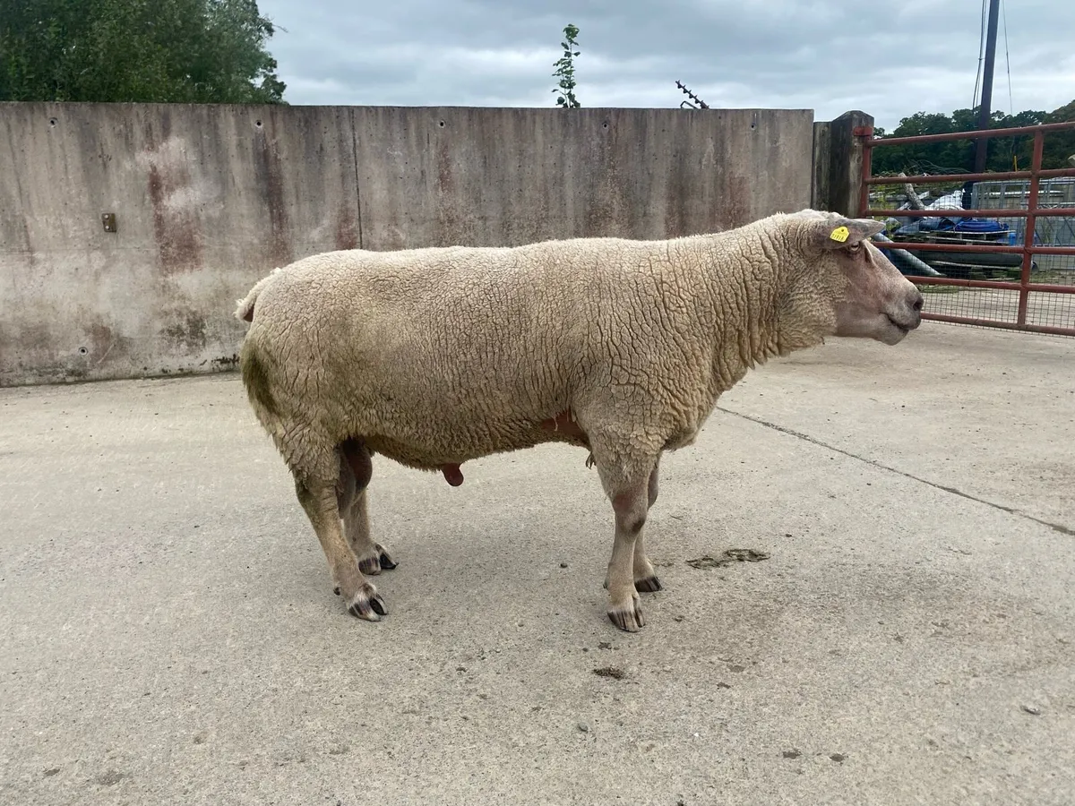 RAMS - Image 1