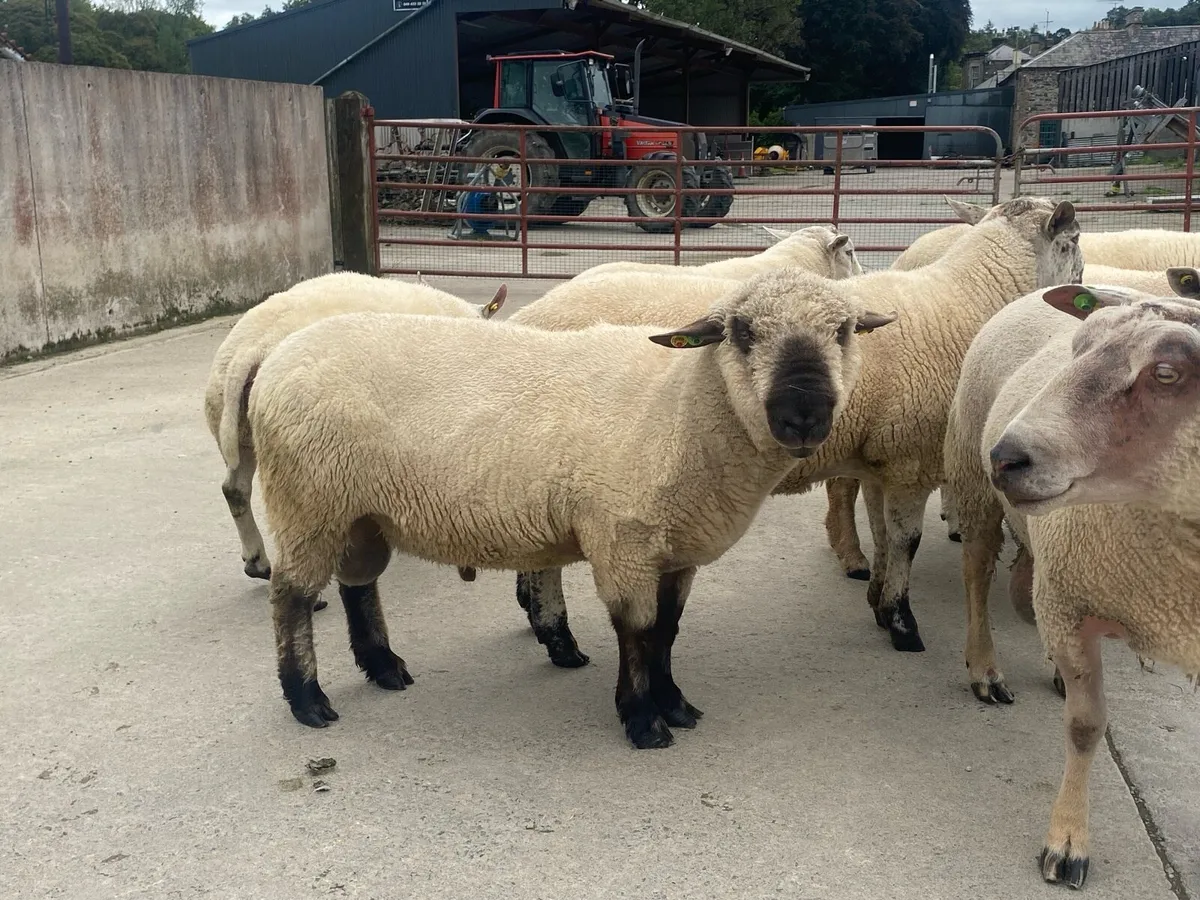 RAMS - Image 2