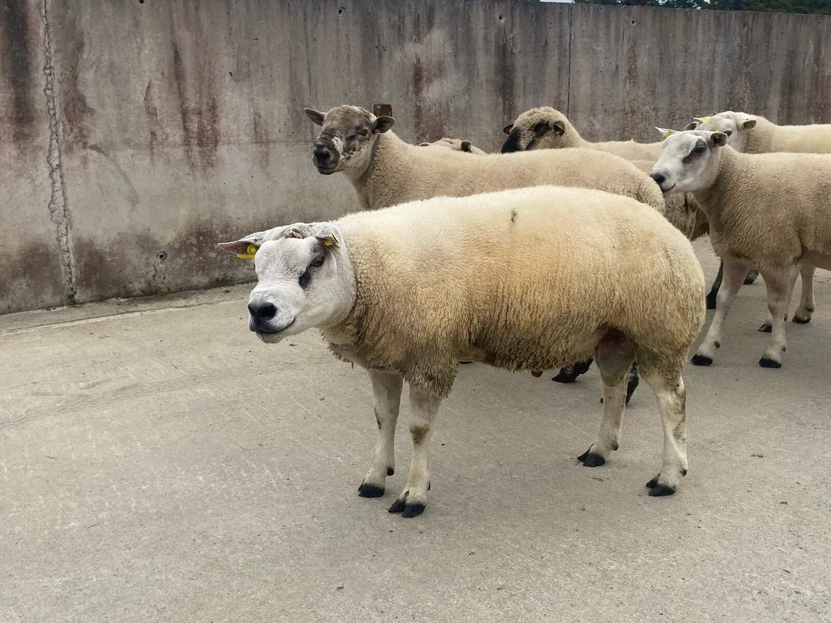 RAMS - Image 3