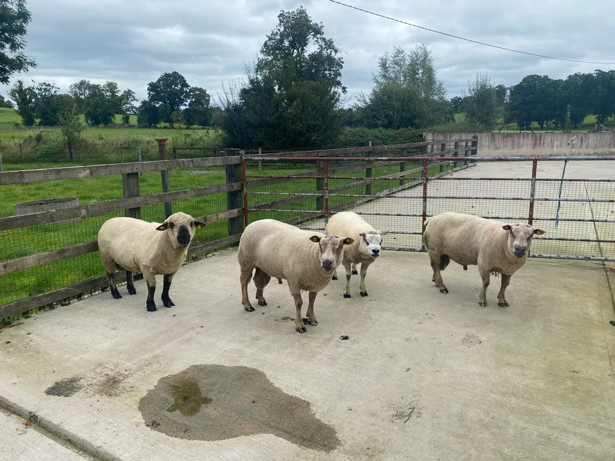 RAMS - Image 4