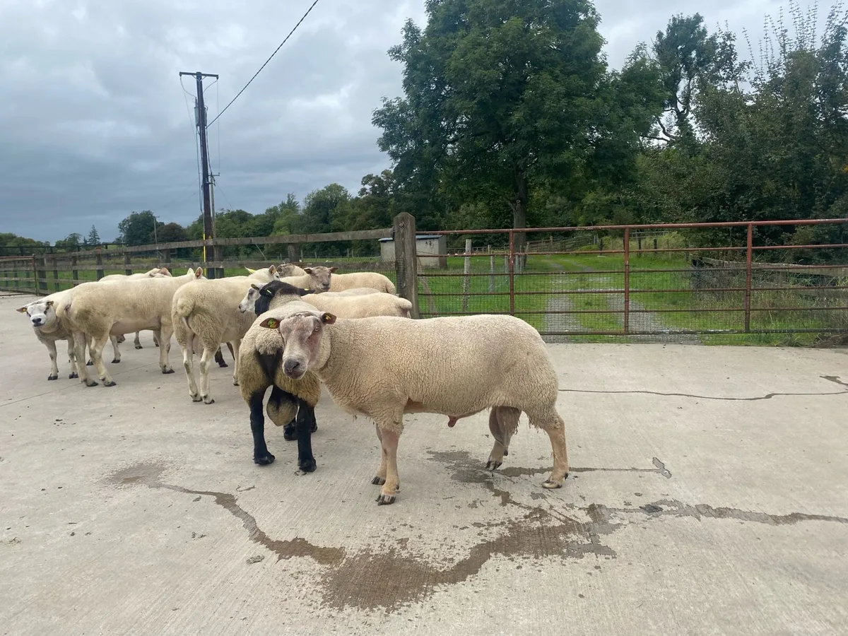 RAMS - Image 4