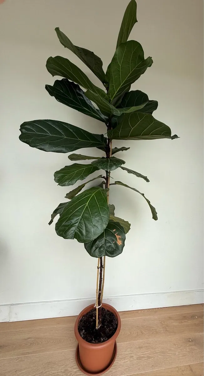 Fiddle- leaf fig plant