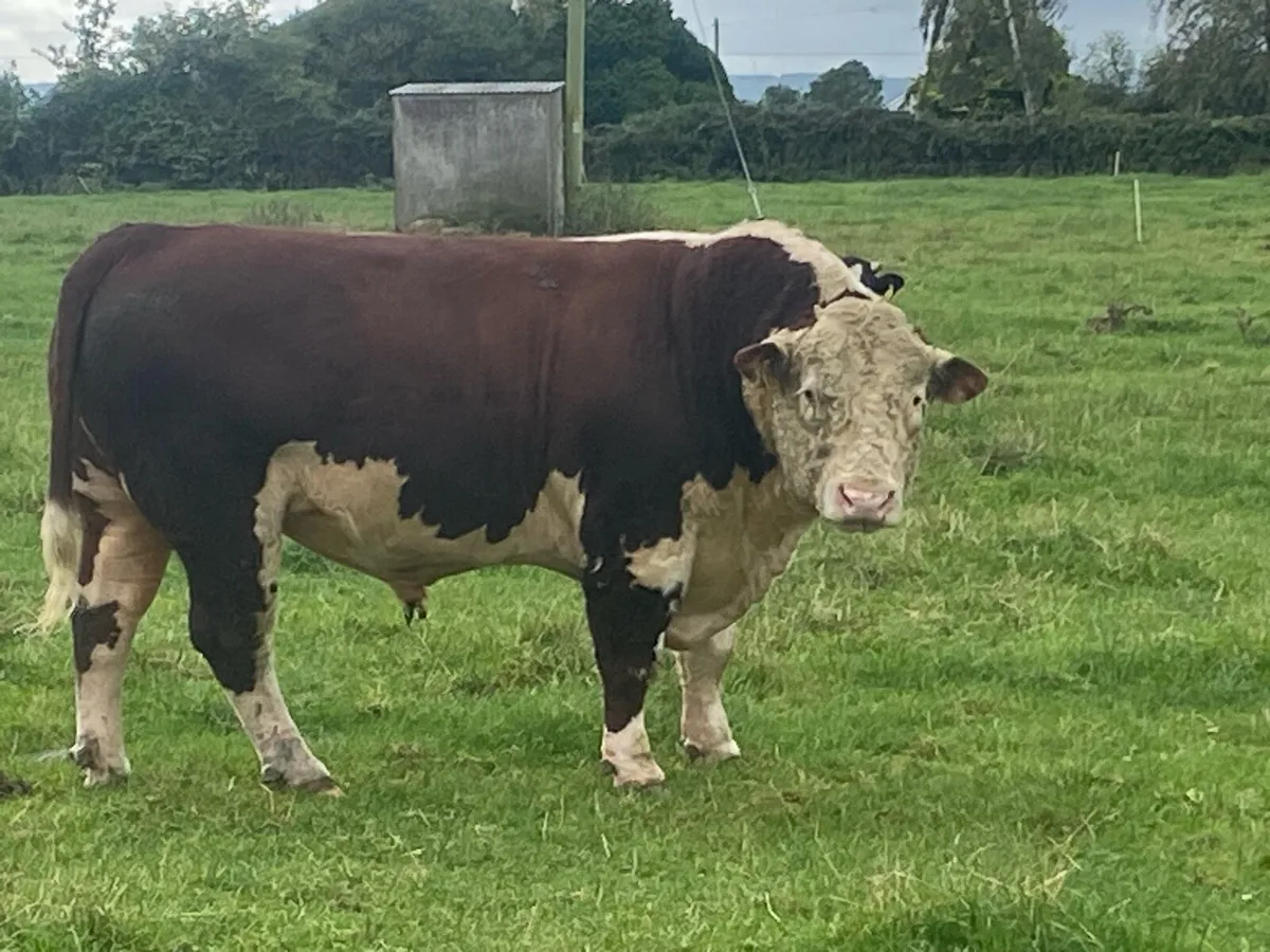 Bull
