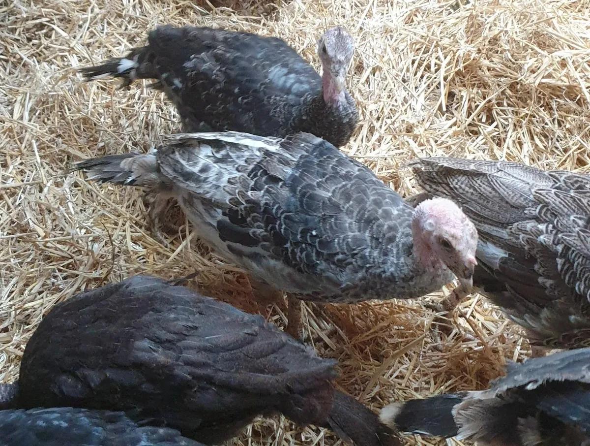 Turkeys - Image 4