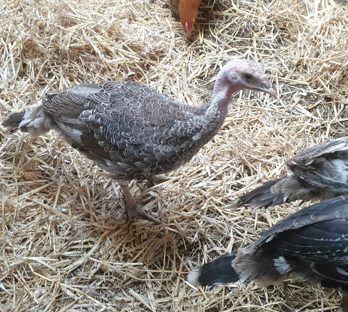 Turkeys - Image 2