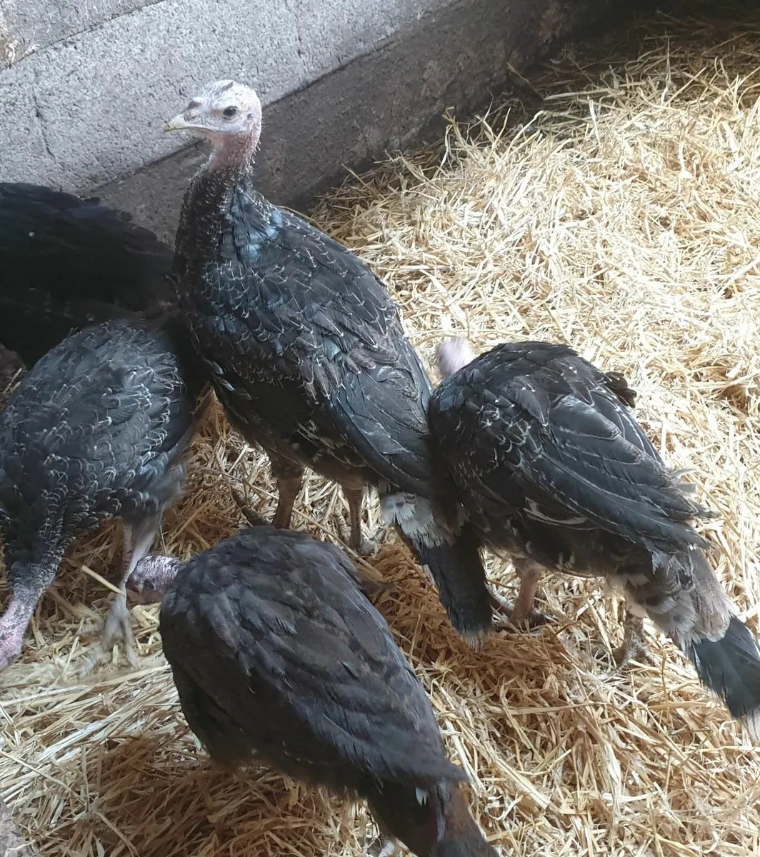 Turkeys - Image 3