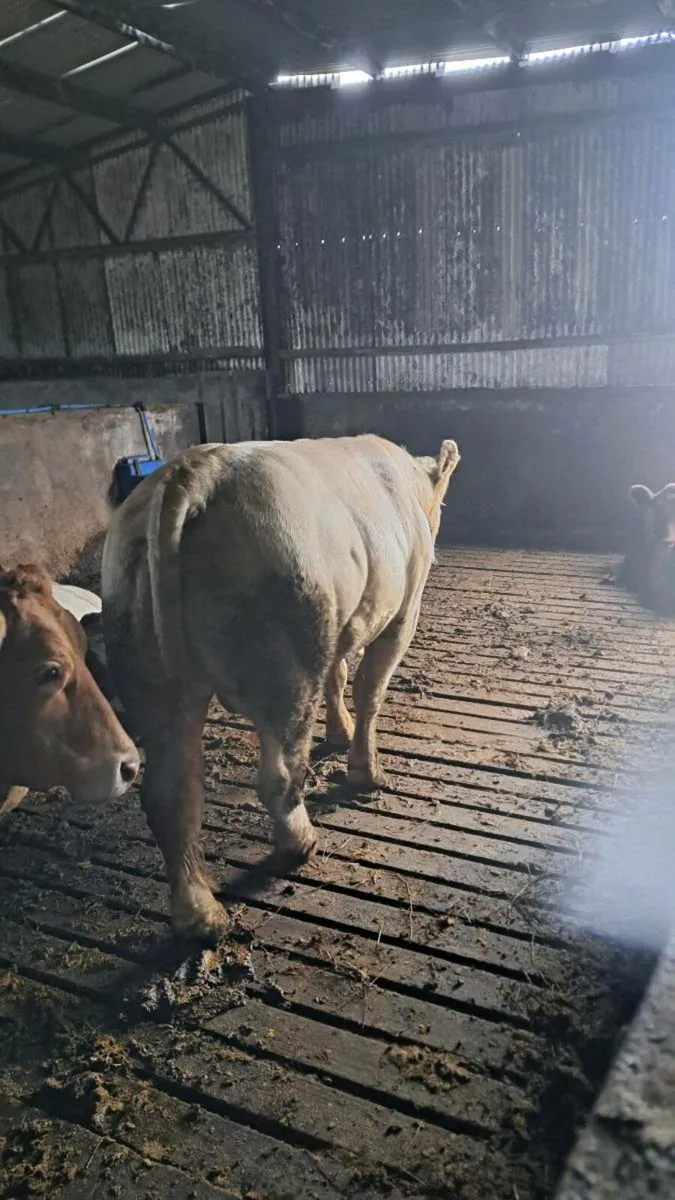 Breeding bull - Image 3