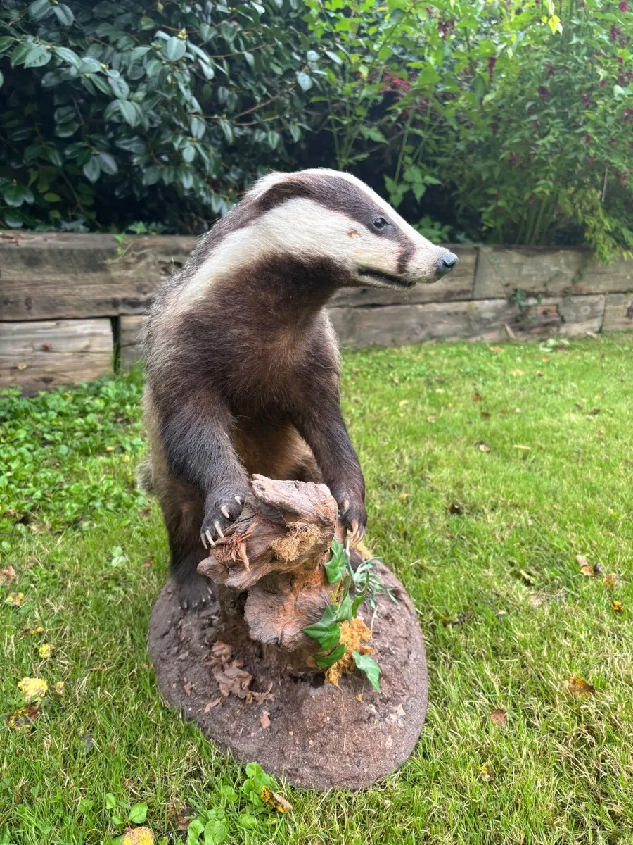 Mounted Taxidermy Badger – Excellent Condition - Image 2