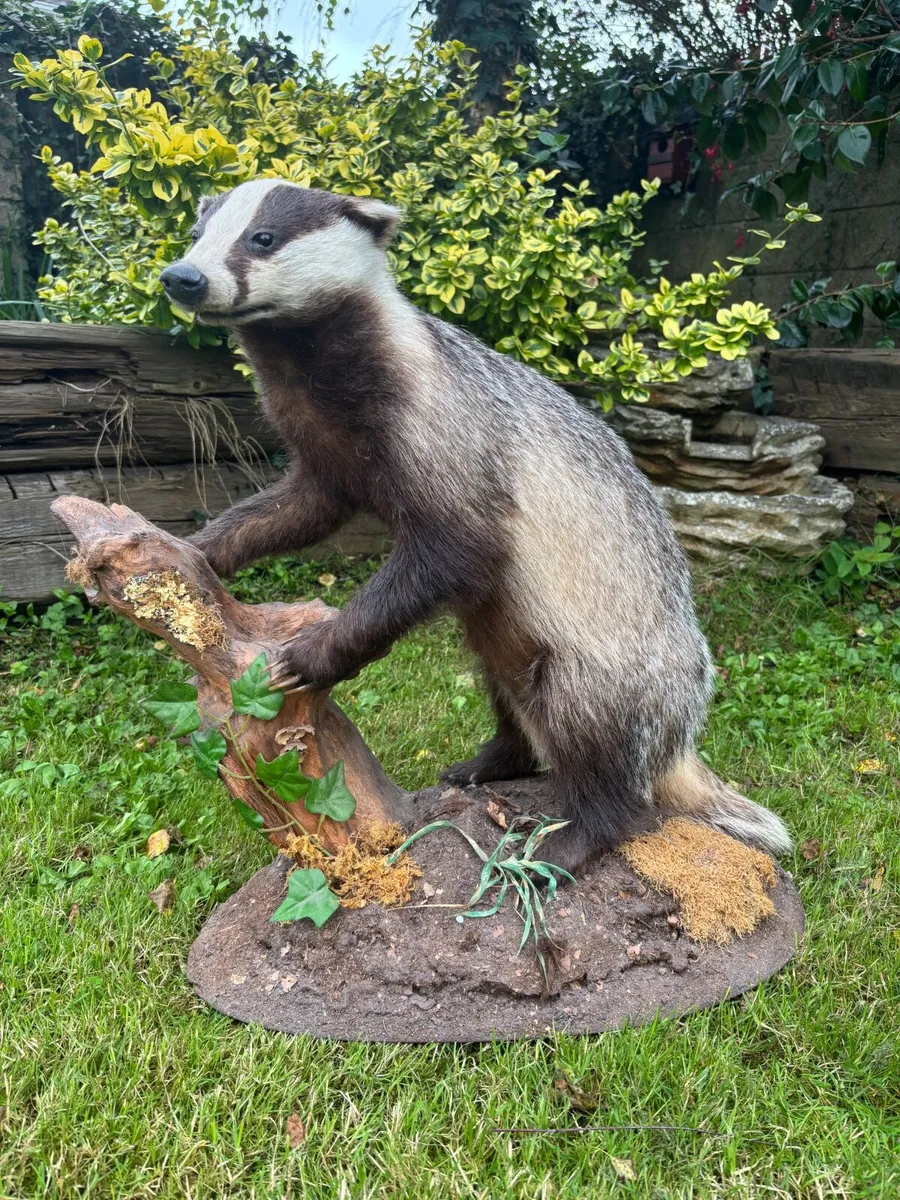 Mounted Taxidermy Badger – Excellent Condition - Image 1