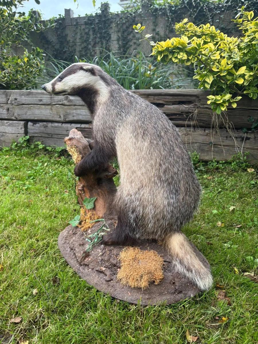 Mounted Taxidermy Badger – Excellent Condition - Image 3
