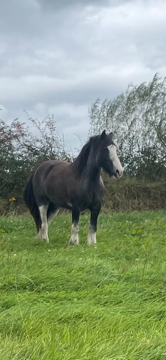 Horse - Image 1