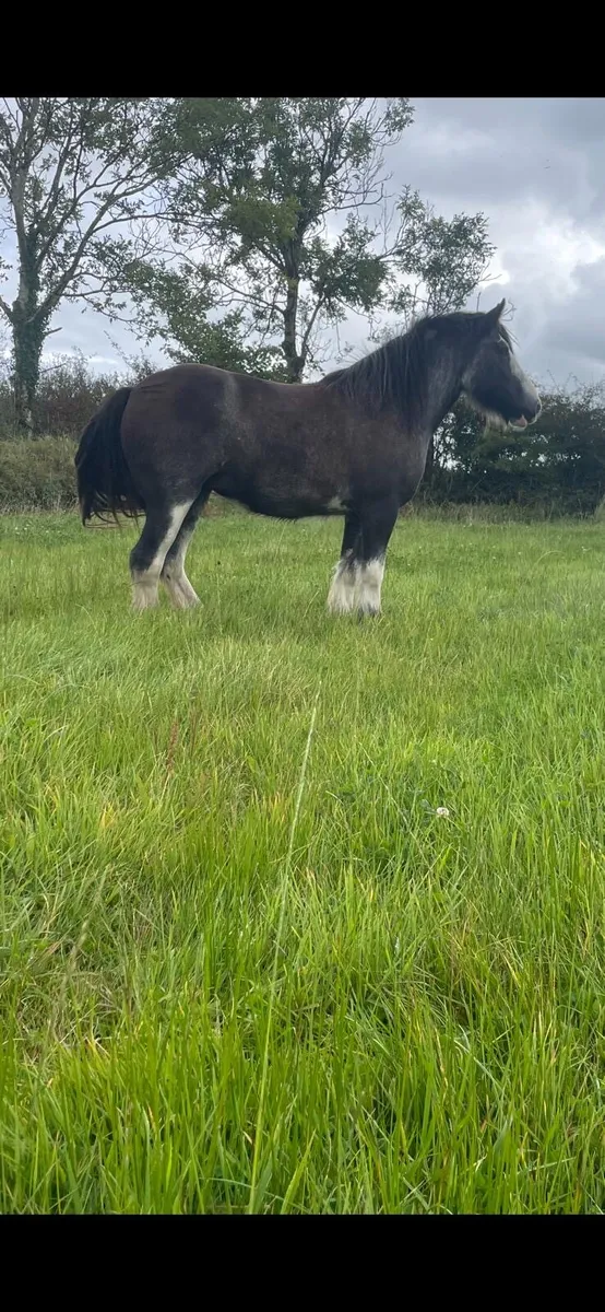 Horse - Image 2