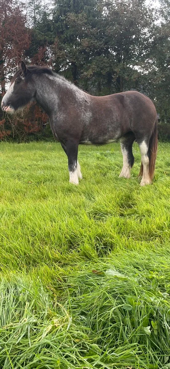 Horse - Image 3