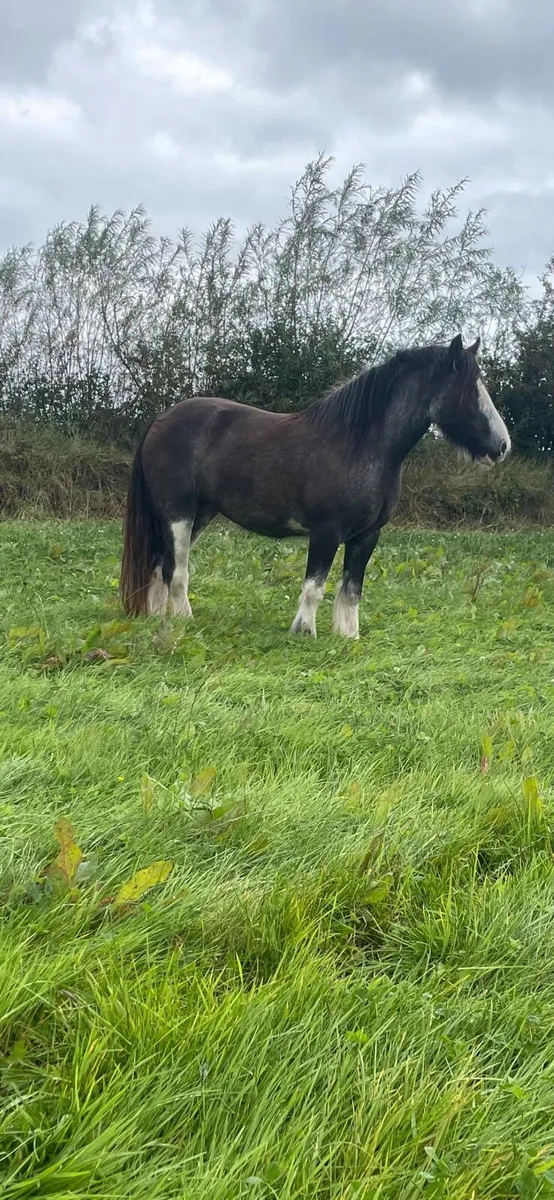 Horse - Image 4