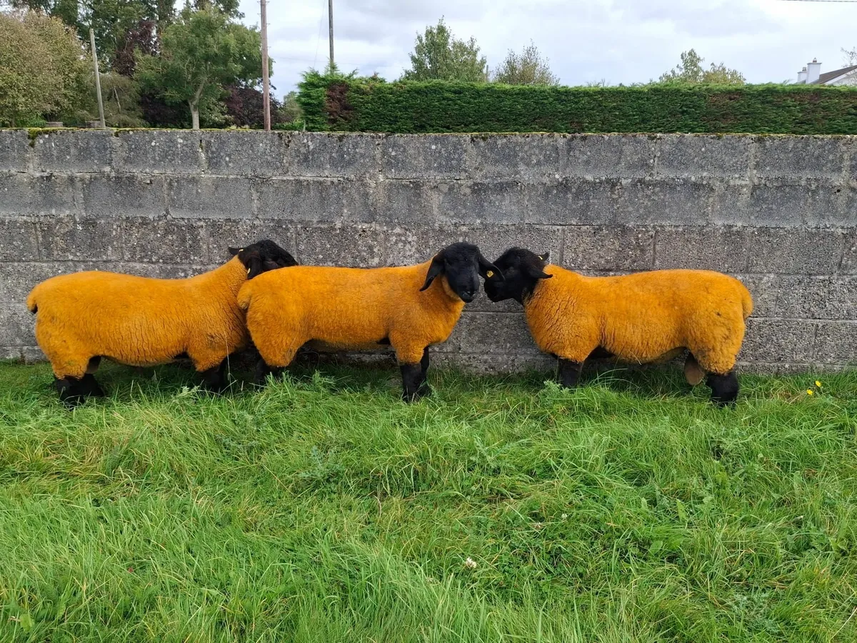 Suffolk Ram Lambs ⭐ SIS Approved - Image 2