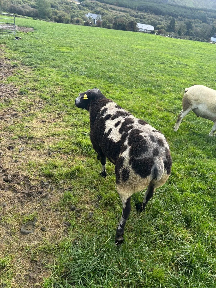 Ram - Image 2