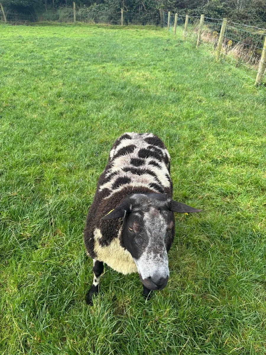 Ram - Image 4