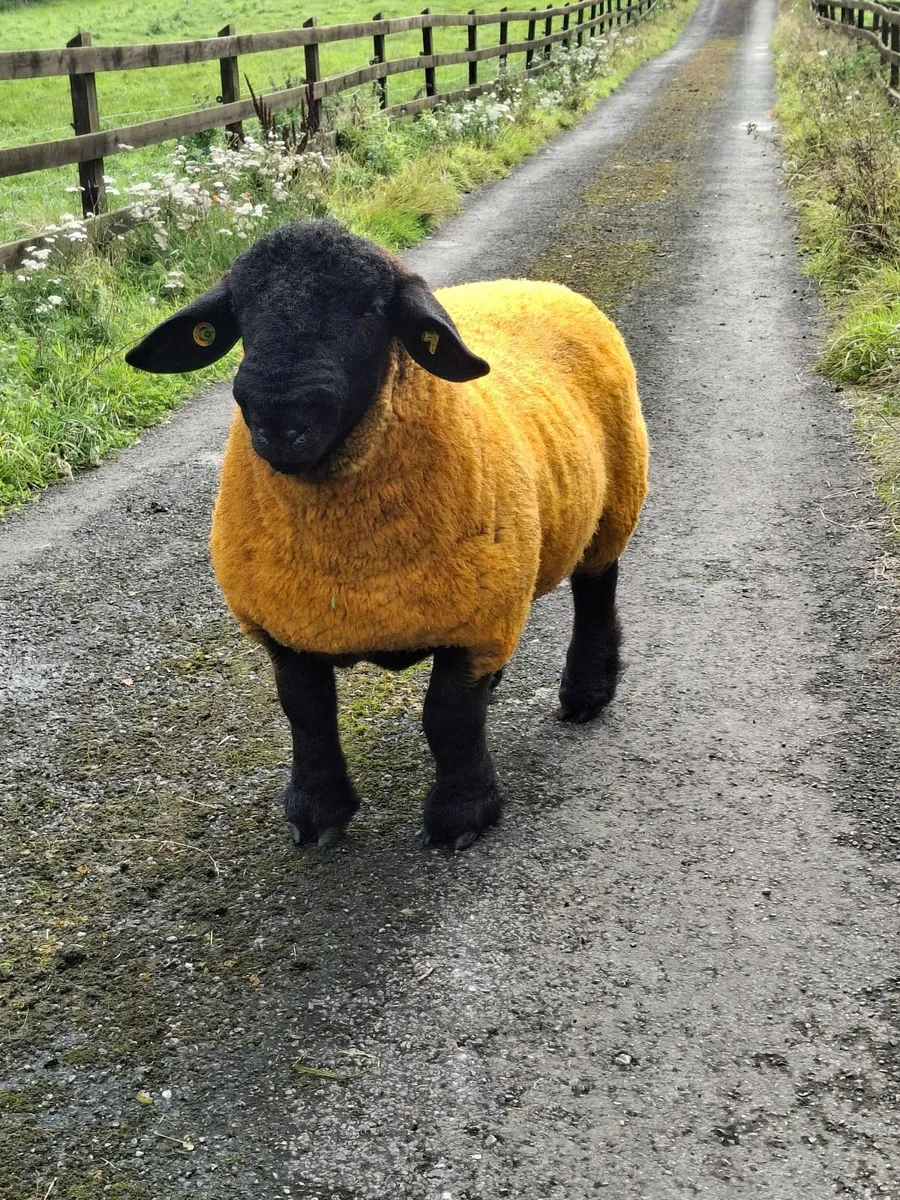 Suffolk Ram Lambs ⭐ SIS Approved - Image 4