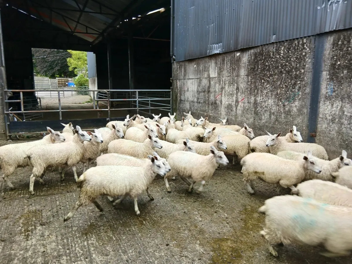 Aberfield ewe lambs - Image 3