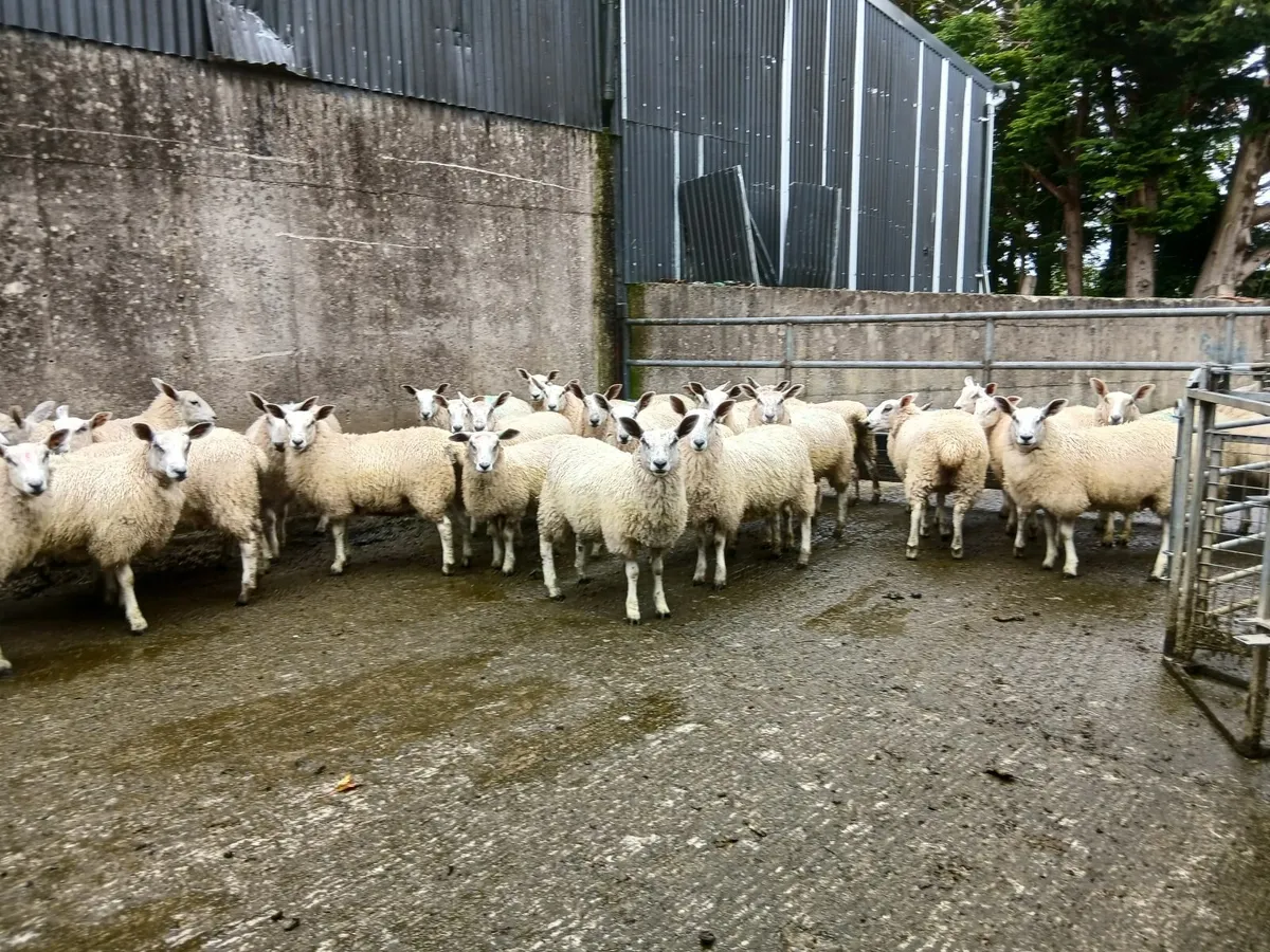 Aberfield ewe lambs - Image 1