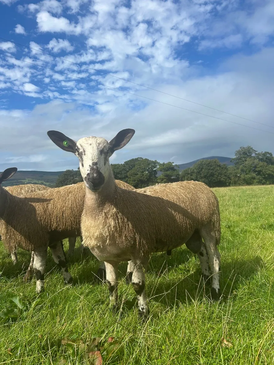 🔥SIS Eligible Bluefaced Leicester Rams🔥 - Image 1