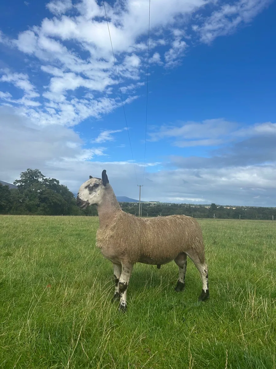 🔥SIS Eligible Bluefaced Leicester Rams🔥 - Image 3