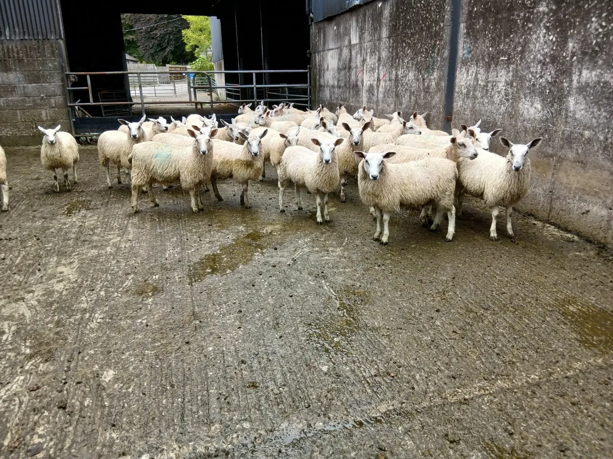 Aberfield ewe lambs - Image 2