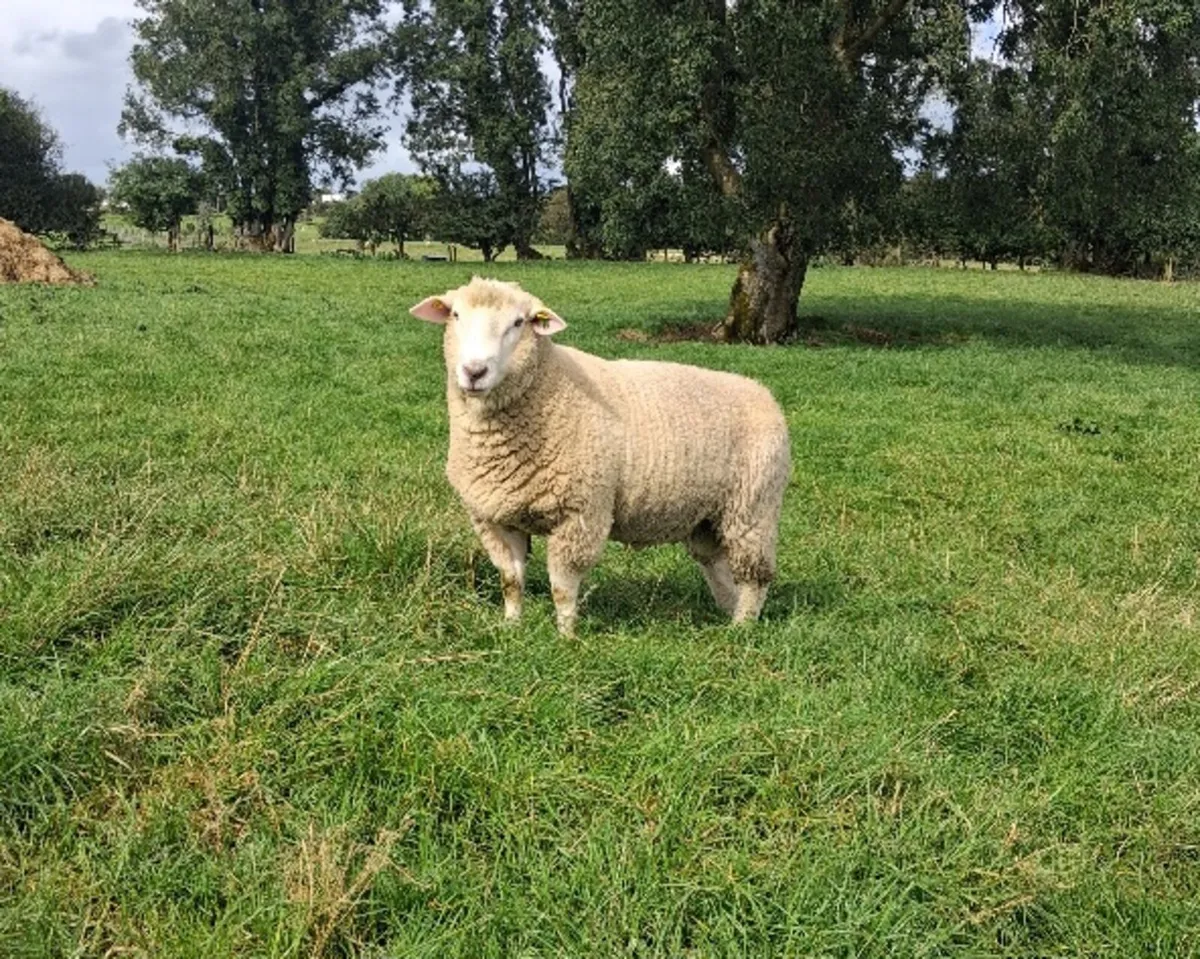 Galway Ram - Image 1