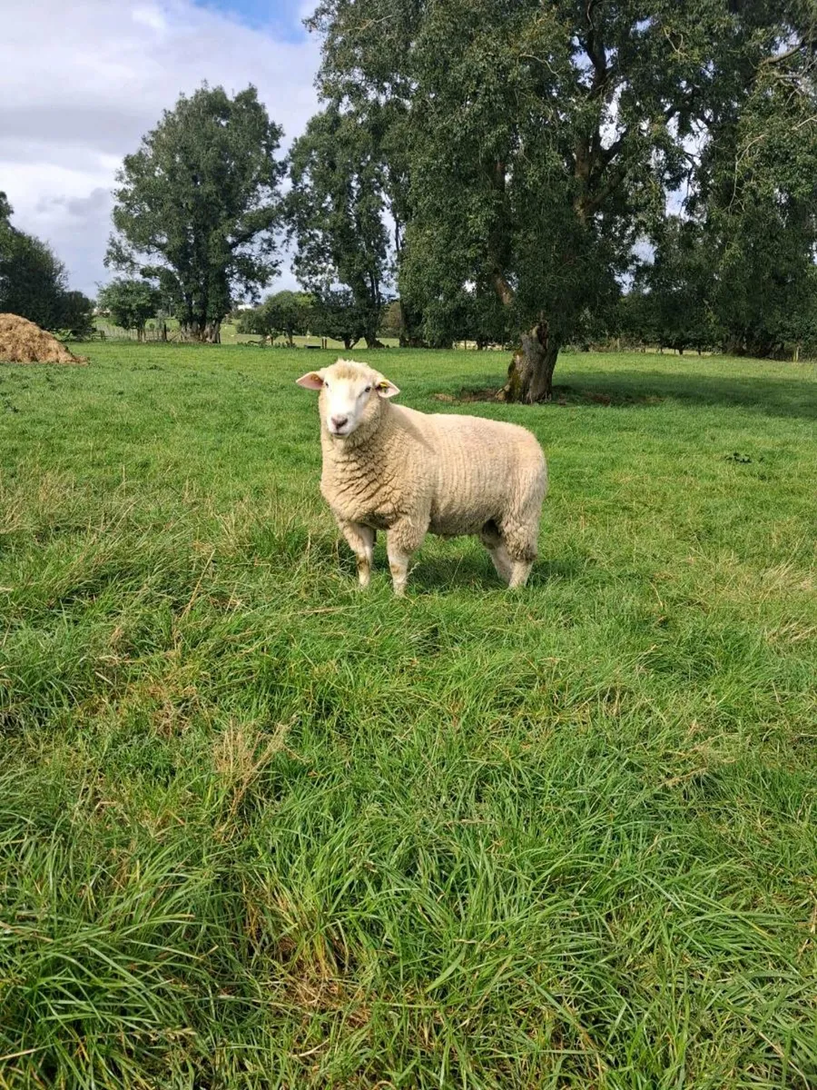 Galway Ram - Image 2