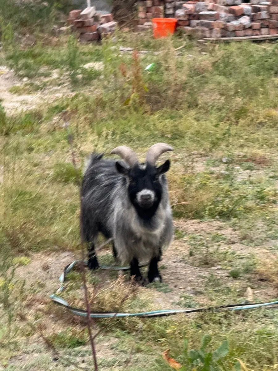 Goats - Image 2