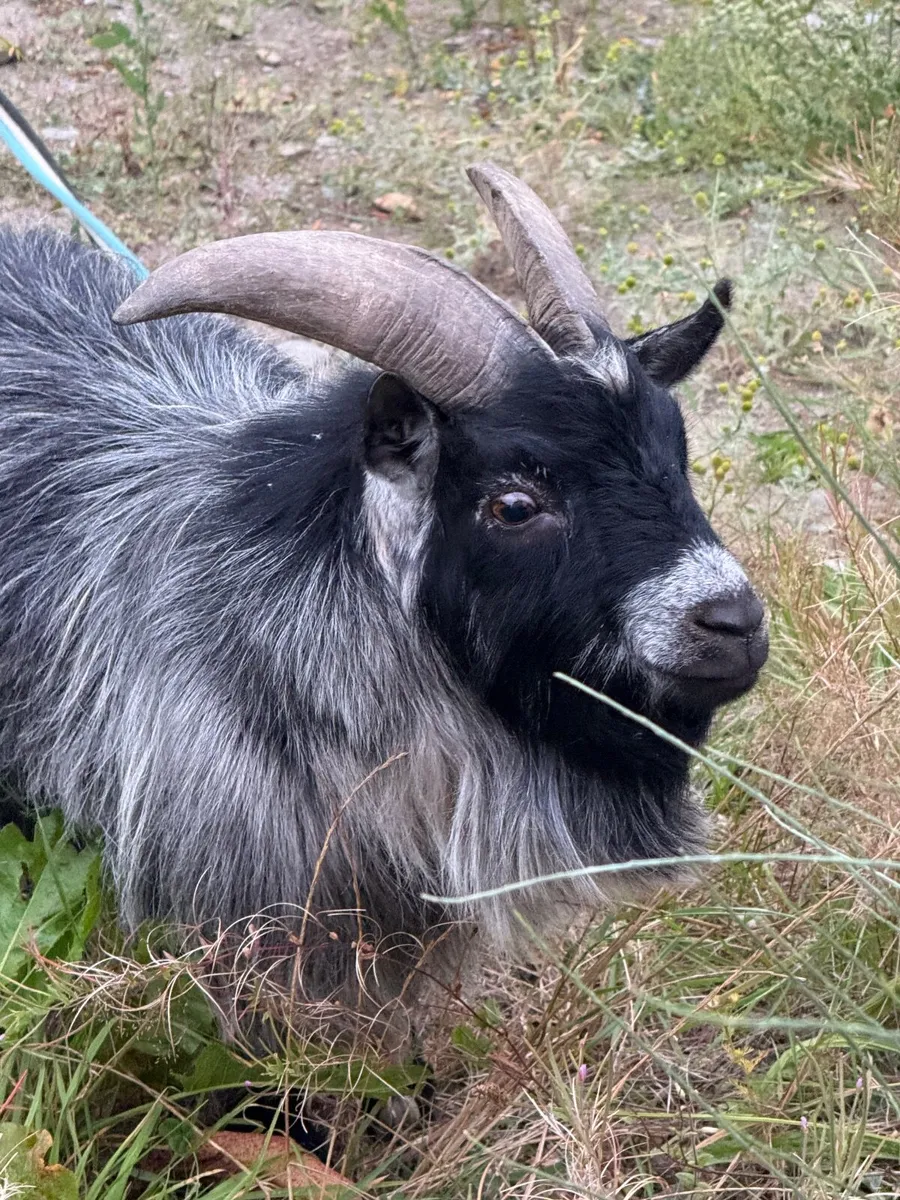 Goats - Image 3