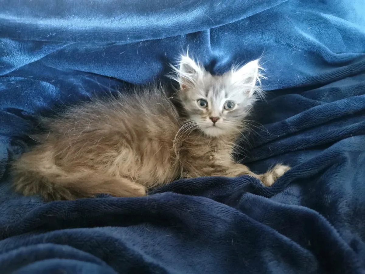 TICA registered Siberian kittens - Image 3